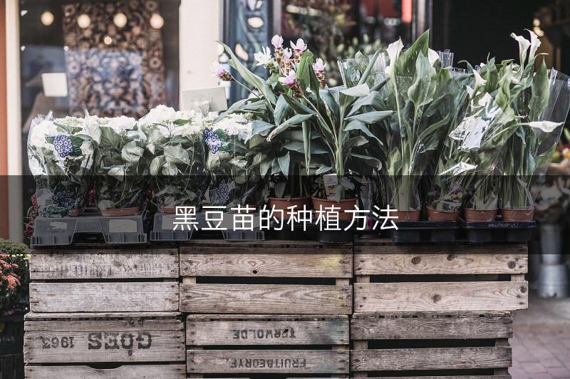 黑豆苗的种植方法(图1)