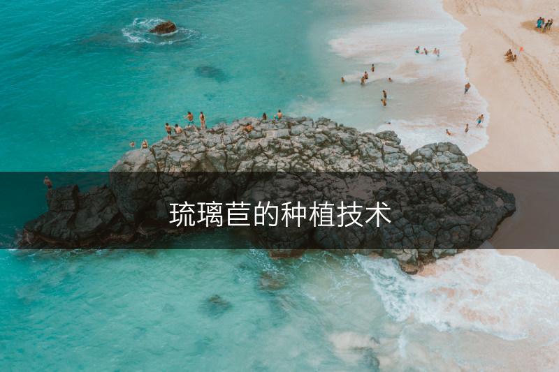 琉璃苣的种植技术(图1)
