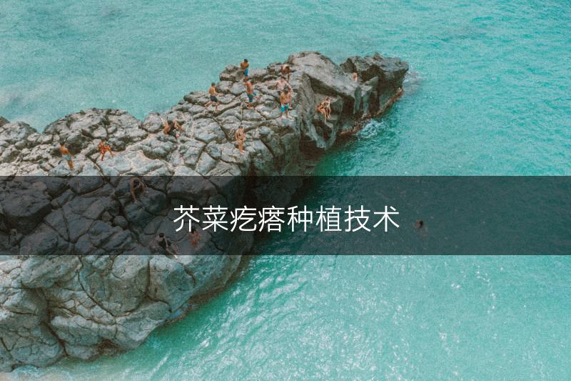 芥菜疙瘩种植技术(图1)