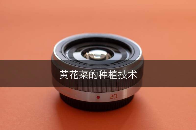 黄花菜的种植技术(图1)