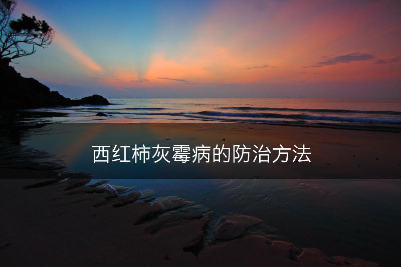 西红柿灰霉病的防治方法(图1)