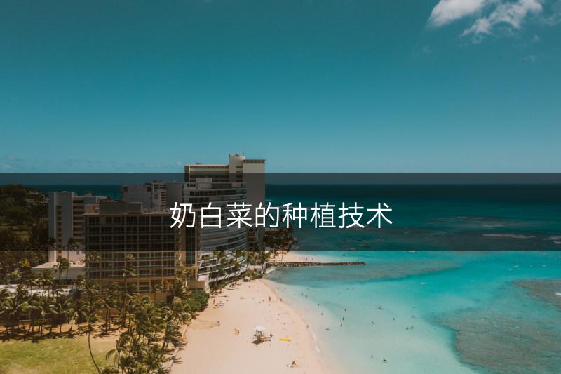 奶白菜的种植技术(图1)