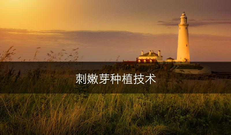 刺嫩芽种植技术(图1)