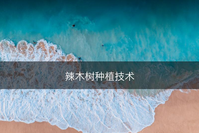 辣木树种植技术(图1)