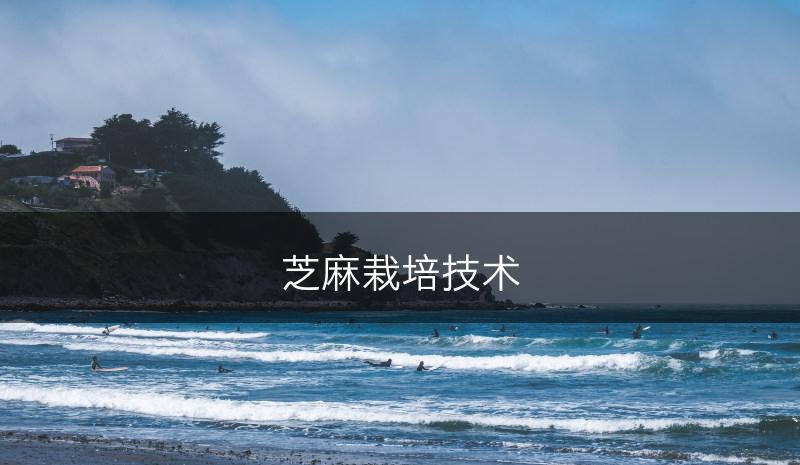 芝麻栽培技术(图1)