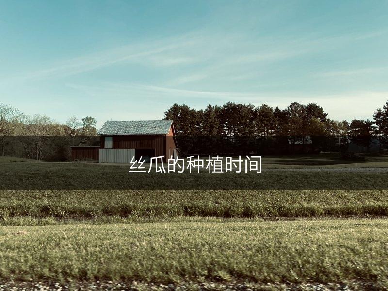 丝瓜的种植时间(图1)