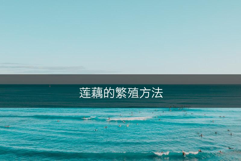 莲藕的繁殖方法(图1)