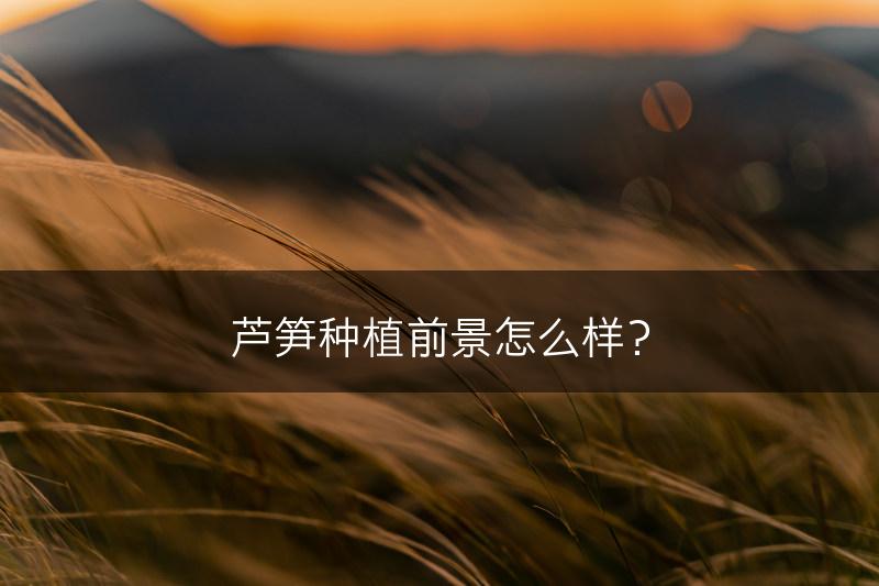 芦笋种植前景怎么样？(图1)