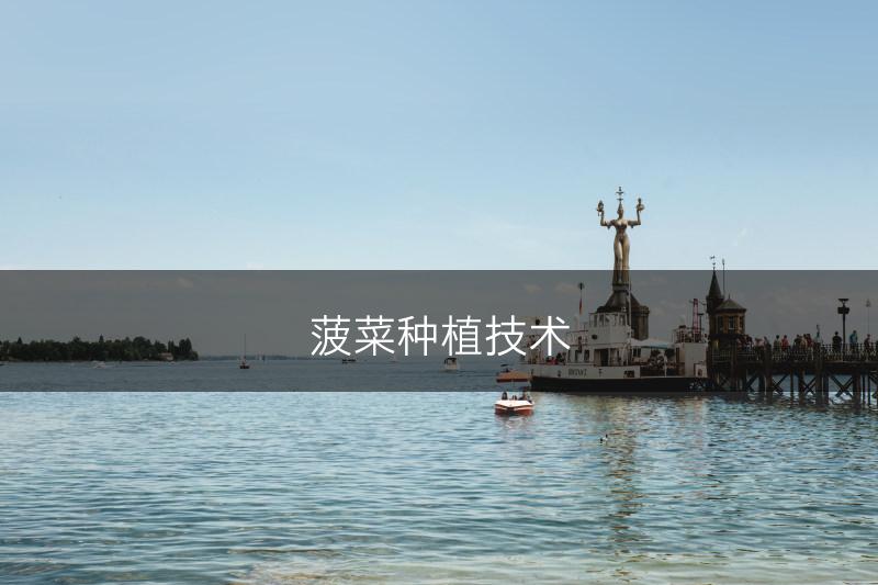 菠菜种植技术(图1)