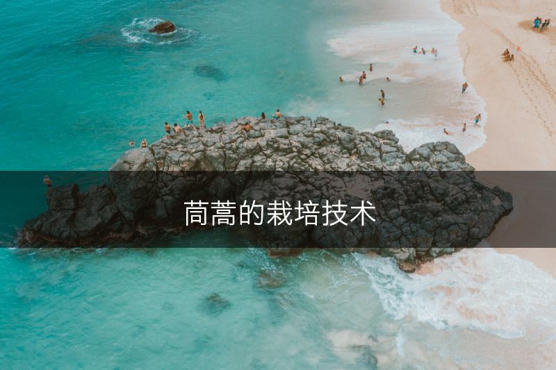茼蒿的栽培技术(图1)