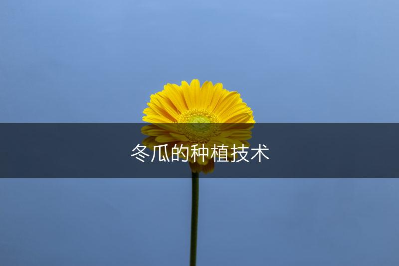 冬瓜的种植技术(图1)