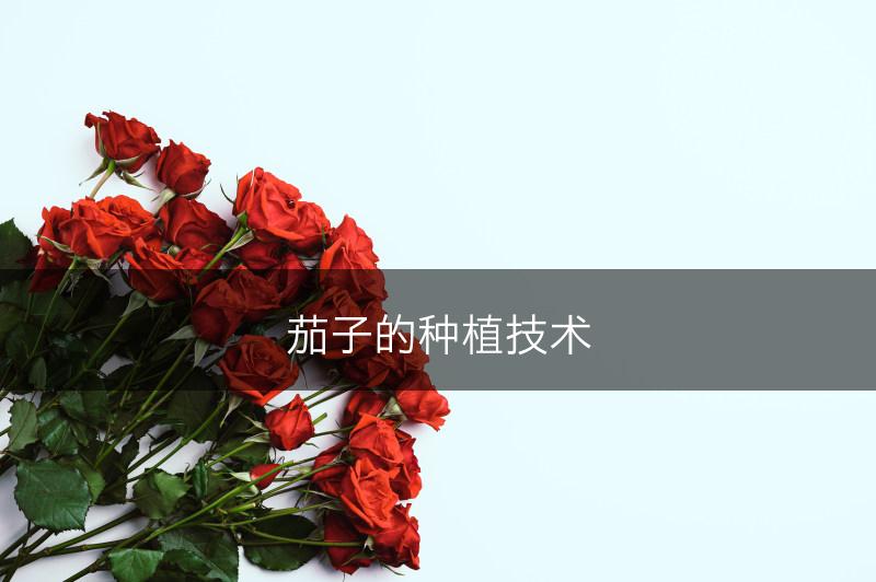 茄子的种植技术(图1)
