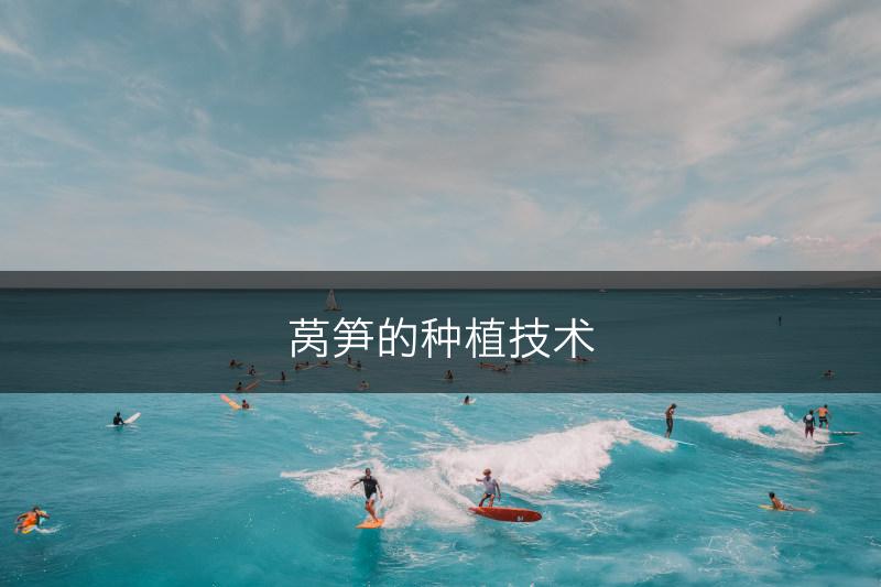莴笋的种植技术(图1)