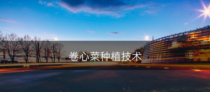 卷心菜种植技术(图1)