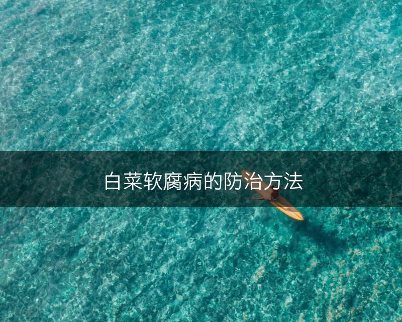 白菜软腐病的防治方法(图1)