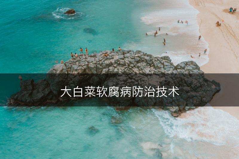 大白菜软腐病防治技术(图1)