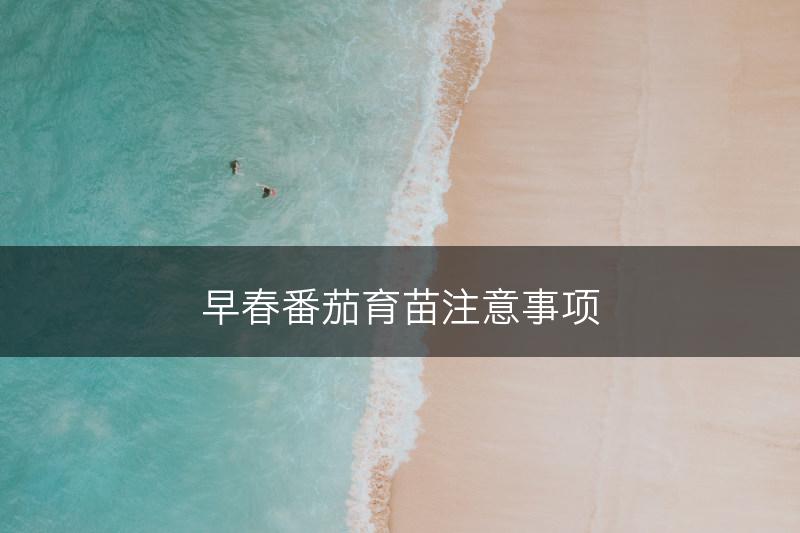 早春番茄育苗注意事项(图1)