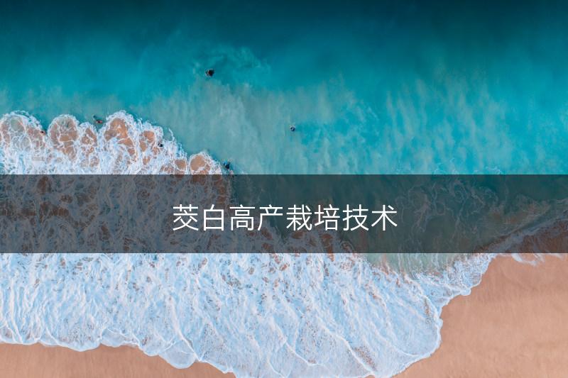 茭白高产栽培技术(图1)