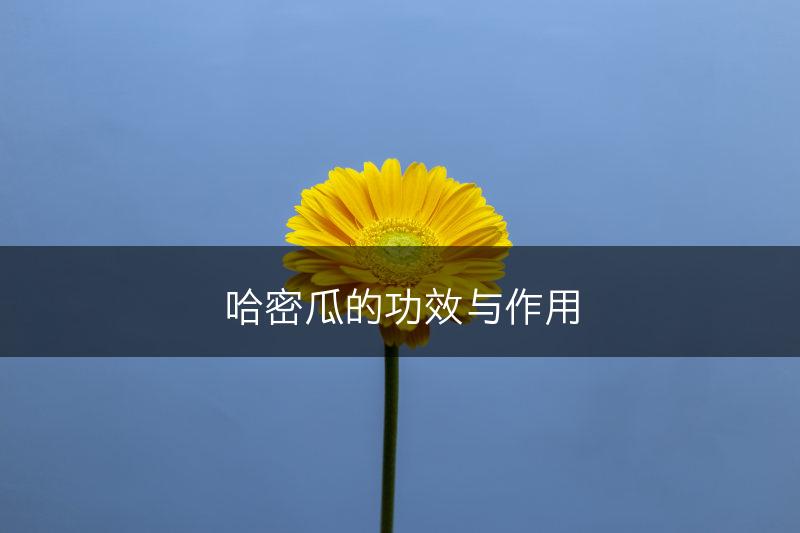 哈密瓜的功效与作用(图1)