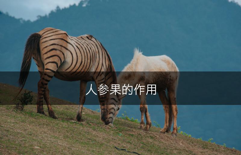 人参果的作用(图1)