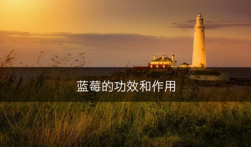 蓝莓的功效和作用(图1)