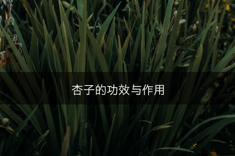 杏子的功效与作用(图1)