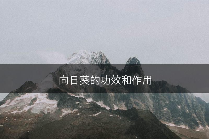 向日葵的功效和作用(图1)