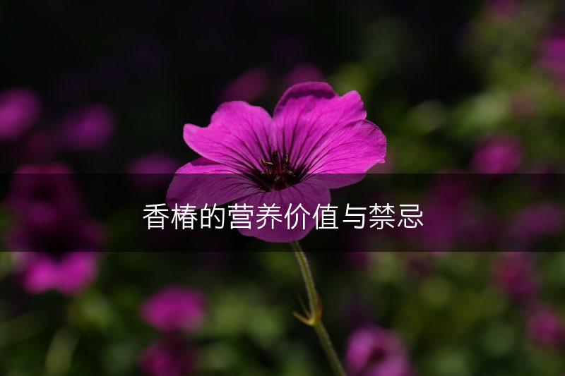香椿的营养价值与禁忌(图1)