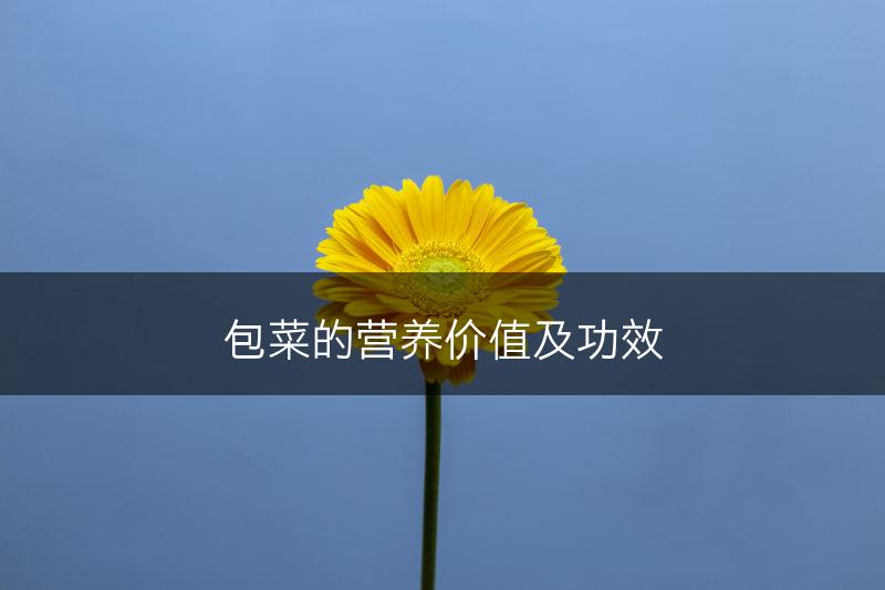 包菜的营养价值及功效(图1)