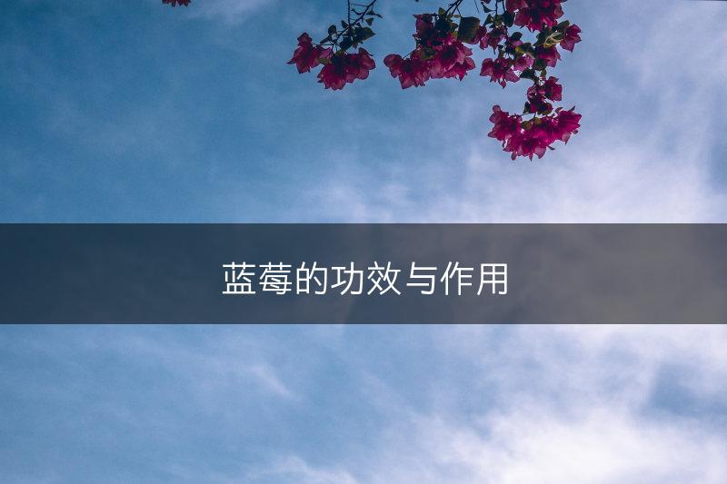 蓝莓的功效与作用(图1)