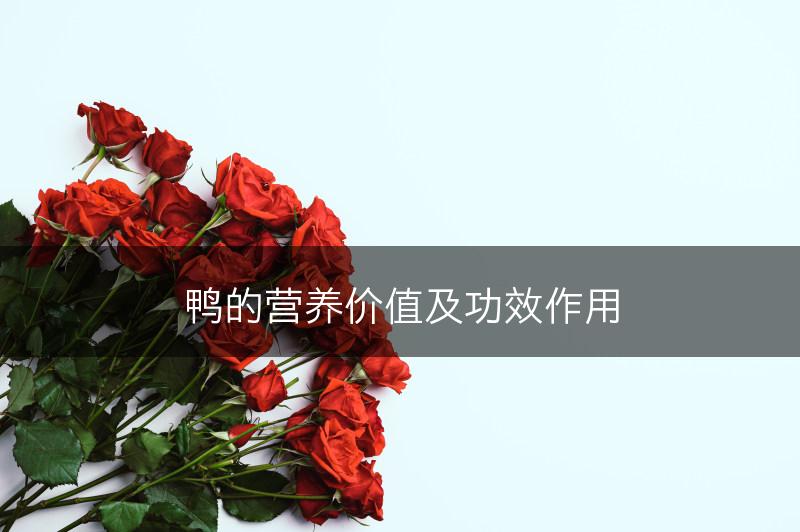鸭的营养价值及功效作用(图1)