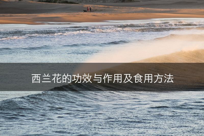 西兰花的功效与作用及食用方法(图1)