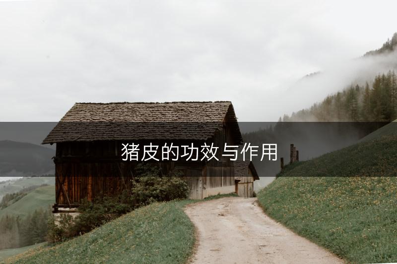 猪皮的功效与作用(图1)