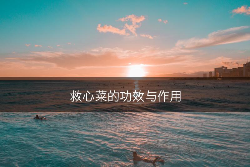 救心菜的功效与作用(图1)