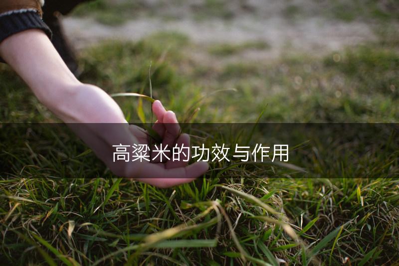 高粱米的功效与作用(图1)