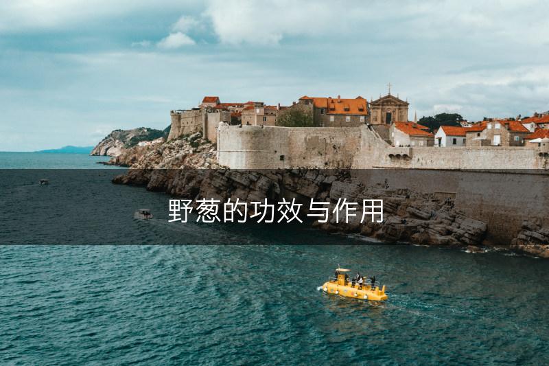 野葱的功效与作用(图1)