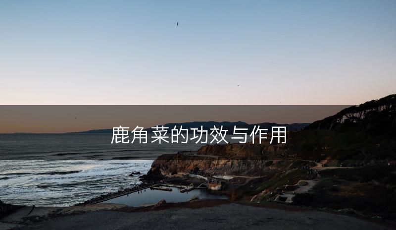 鹿角菜的功效与作用(图1)