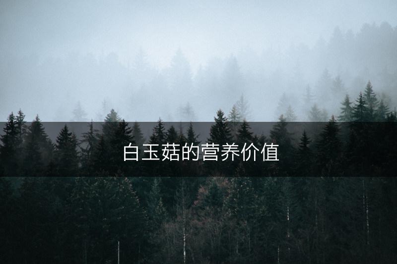 白玉菇的营养价值(图1)